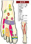 足つぼマップ 【楽天市場】足つぼツボマップ 1枚